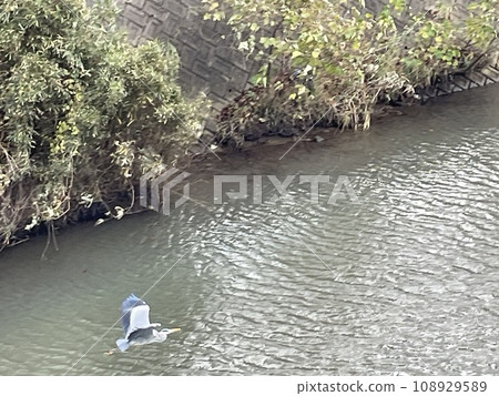 一隻蒼鷺從水邊起飛 108929589