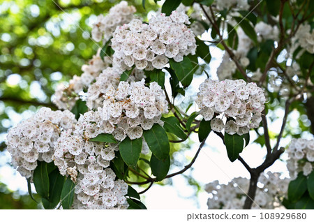 樹：美國杜鵑花杜鵑花 108929680