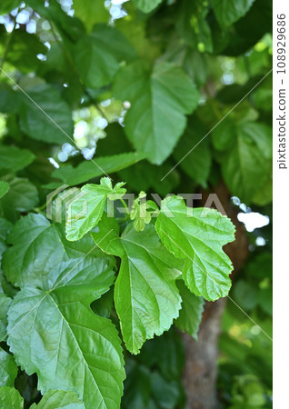 樹:Magwaveraceae 樹:Magwaveraceae 108929686