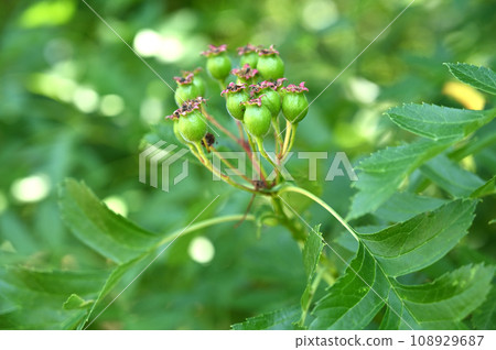 樹木:Oomi山楂玫瑰家族 樹木:Oomi山楂玫瑰家族 108929687