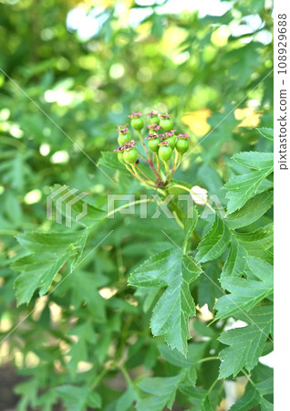 樹木:Oomi山楂玫瑰家族 樹木:Oomi山楂玫瑰家族 108929688