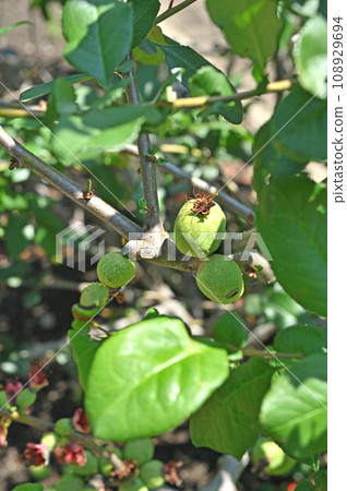 Tree: Boke Rosaceae 108929694