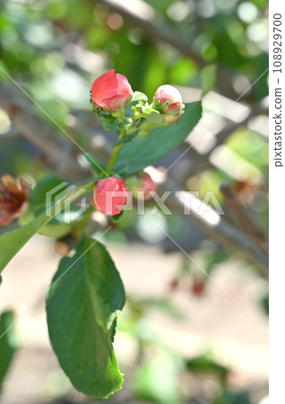 Tree: Boke Rosaceae Tree: Boke Rosaceae 108929700