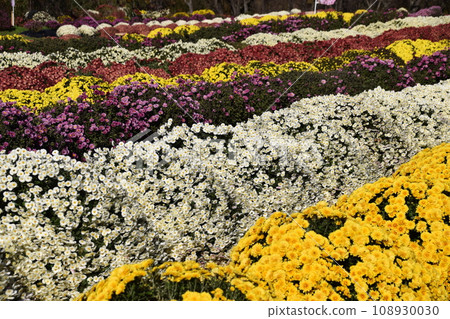 Zakuru菊花 Zakuru菊花 108930030