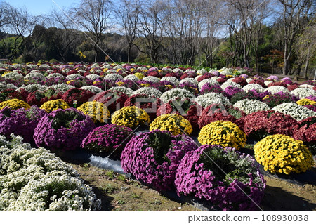 Zakuru菊花 Zakuru菊花 108930038
