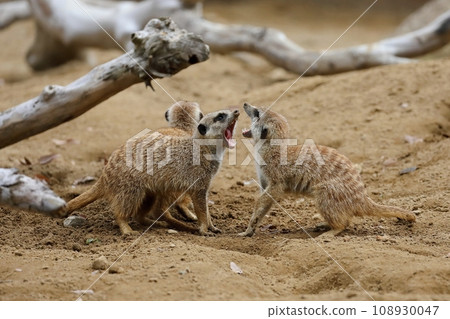 兩隻貓鼬互相威脅 108930047