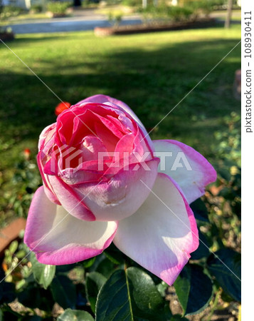 一朵覆蓋的玫瑰俯瞰公園 108930411