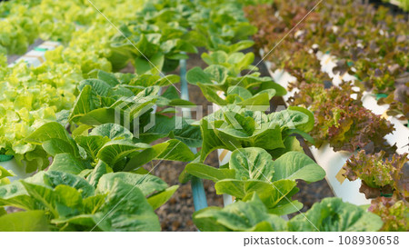 Several of salad vegetables produce and growing without soil in greenhouse of hydroponics farm 108930658