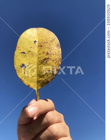 Hold up yellow fallen leaves against the blue sky 108930929