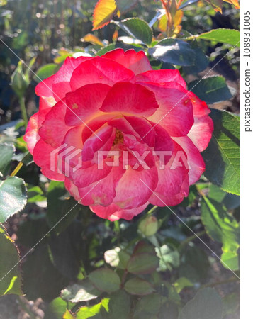 A covered rose that shines in the blue sky A covered rose that shines in the blue sky 108931005