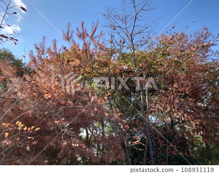 Autumn leaves Autumn leaves 108931119