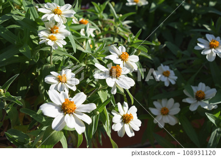 Hymenoptera (cereal grass) 108931120