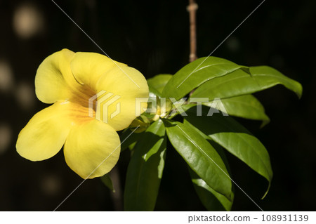 Yellow Allamanda flower  with green leaf 108931139