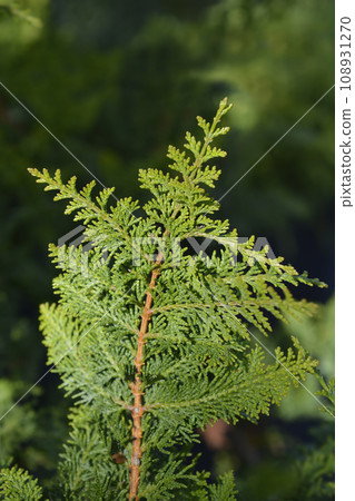 Hinoki cypress Dilatush 108931270