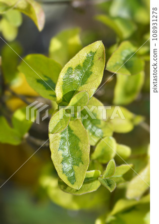 Japanese honeysuckle Kogel-Mogel 108931278