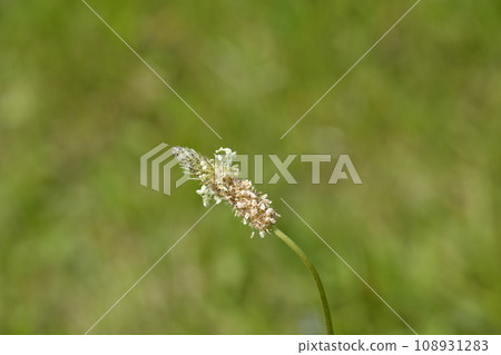 Ribwort Plantain 108931283