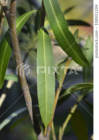 Common oleander 108931284
