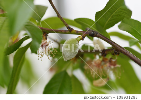 Almond tree 108931285
