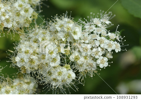 Japanese spirea Double Play Blue Kazoo 108931293