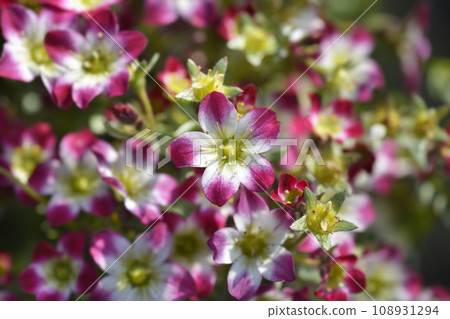 Mossy Saxifrage Pixie Pearls 108931294