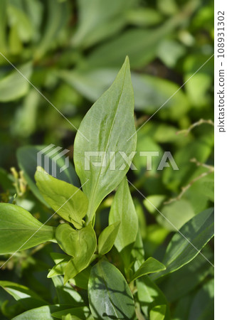 Red valerian 108931302