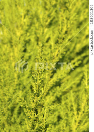 Monterey Cypress Wilma 108931303