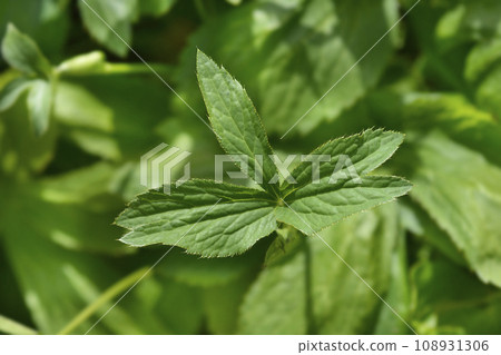 Carnic masterwort Carnic masterwort 108931306