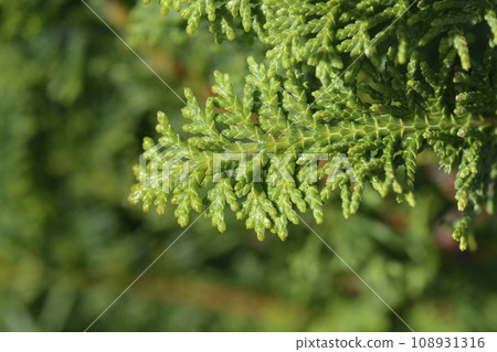 Hinoki cypress Dilatush 108931316
