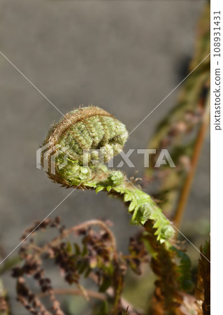 Hard shield-fern 108931431