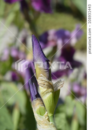 Tall bearded iris Camelot Rose Tall bearded iris Camelot Rose 108931443