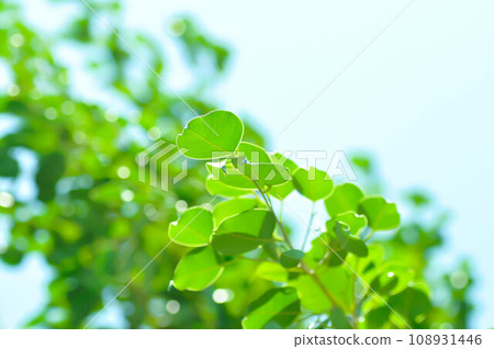 banyan tree or Ficus annulata or ficus bengalensis and sky banyan tree or Ficus annulata or ficus bengalensis and sky 108931446