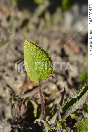 Eastern borage 108931456