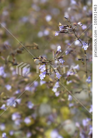 Lesser calamint Blue Cloud Lesser calamint Blue Cloud 108931463