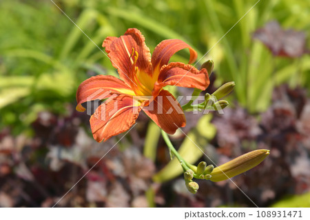 Orange daylily 108931471