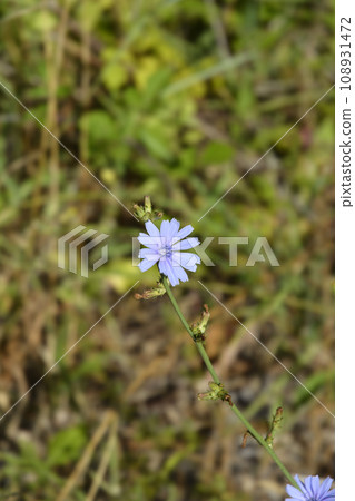 Wild chicory Wild chicory 108931472