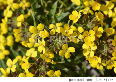 Wallflower hybrids 108931476