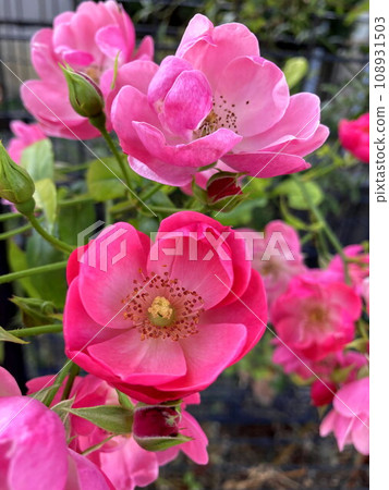 一朵盛開的野玫瑰花 108931503