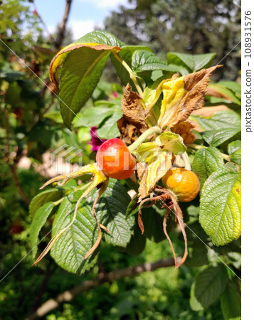 Rose hip red berry on green foliage background 108931576