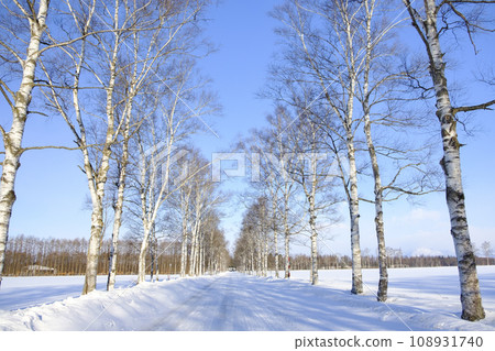 White birch trees in winter White birch trees in winter 108931740