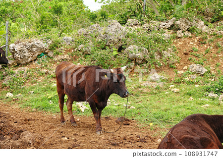 Taketomi Island's nature and cows Taketomi Island's nature and cows 108931747