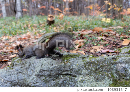 A squirrel searching for food on a rock A squirrel searching for food on a rock 108931847