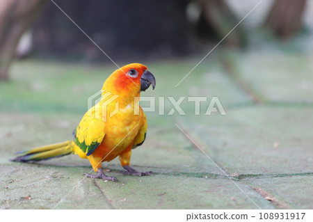 The mini parrot bird on stick tree The mini parrot bird on stick tree 108931917