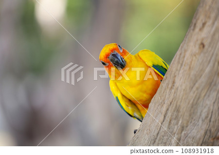 The mini parrot bird on stick tree 108931918
