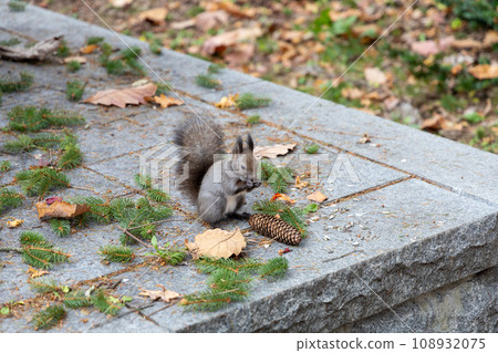 A squirrel staring at a pine cone 108932075