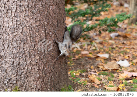 A squirrel notices something and stares at it 108932076
