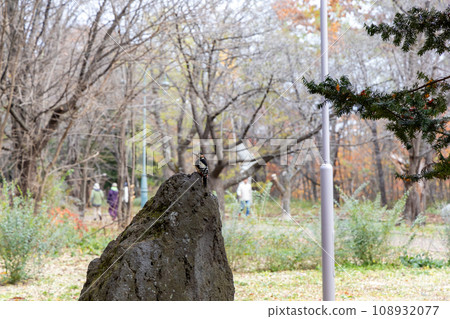 Red-headed woodpecker resting on a rock 108932077