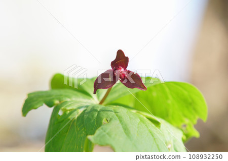 Hokkaido trillium blooming in the field 108932250