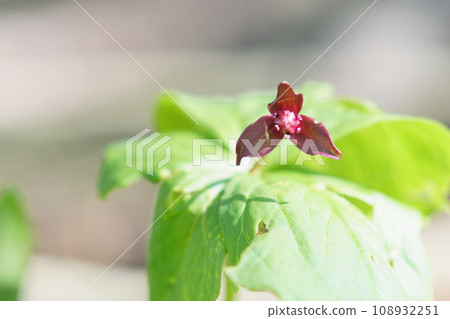 Hokkaido trillium blooming in the field 108932251