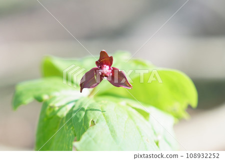 Hokkaido trillium blooming in the field Hokkaido trillium blooming in the field 108932252