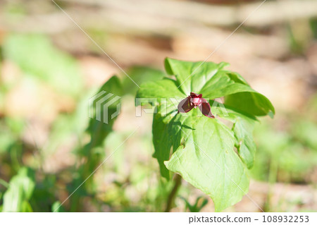 Hokkaido trillium blooming in the field 108932253